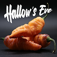 Semences de piments Hallow's eve
