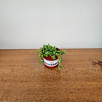 String of Pearls (Senecio rowleyanus) - 2.5" Pot