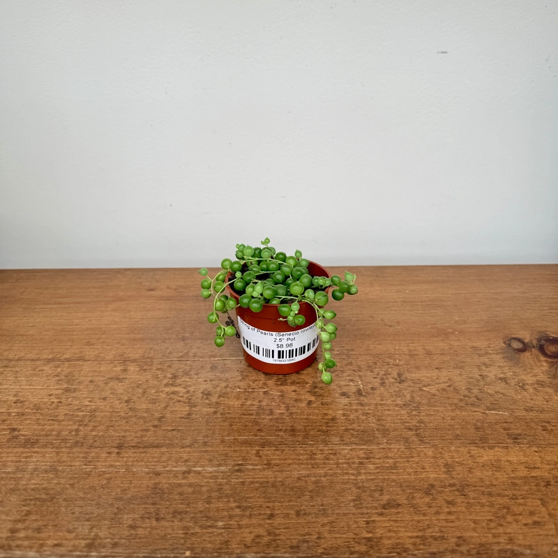 String of Pearls (Senecio rowleyanus) - 2.5" Pot