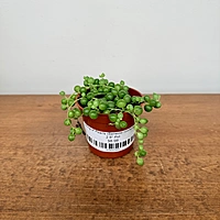 String of Pearls (Senecio rowleyanus) - 2.5" Pot