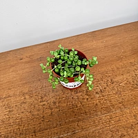 String of Pearls (Senecio rowleyanus) - 2.5" Pot