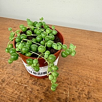 String of Pearls (Senecio rowleyanus) - 2.5" Pot