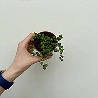 String of Pearls (Senecio rowleyanus) - 2.5" Pot