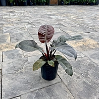 Philodendron erubescens 'Black Cardinal' (Philodendron 'Black Cardinal') - 10" Pot