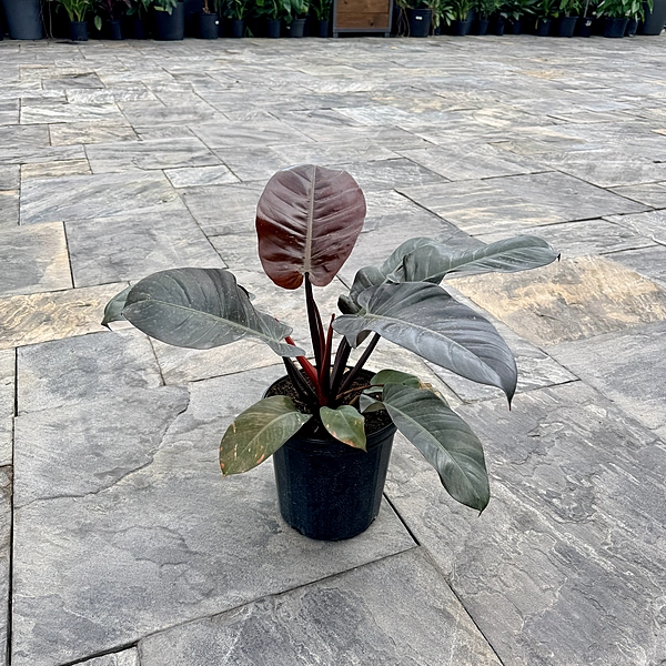 Philodendron erubescens 'Black Cardinal' (Philodendron 'Black Cardinal') - 10" Pot