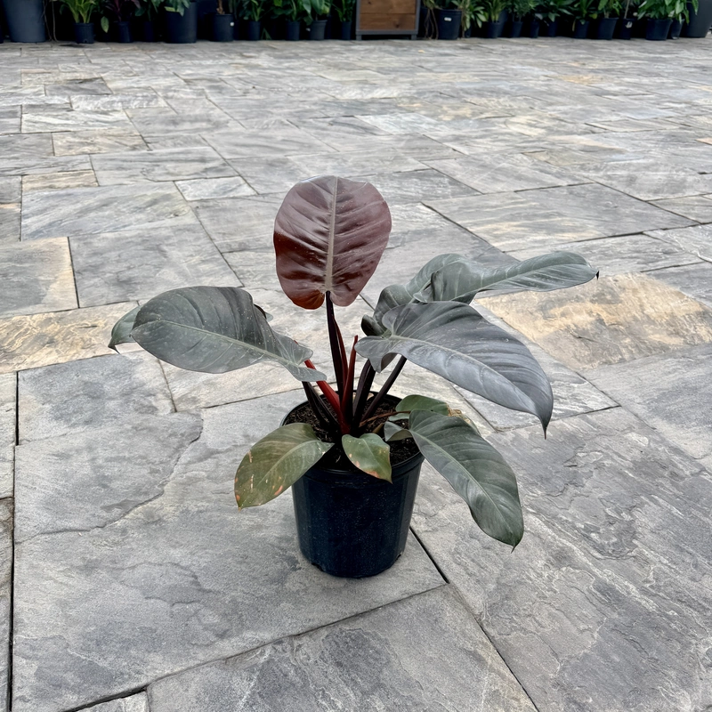 Philodendron erubescens 'Black Cardinal' (Philodendron 'Black Cardinal') - 10" Pot