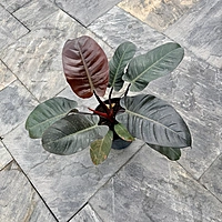 Philodendron erubescens 'Black Cardinal' (Philodendron 'Black Cardinal') - 10" Pot