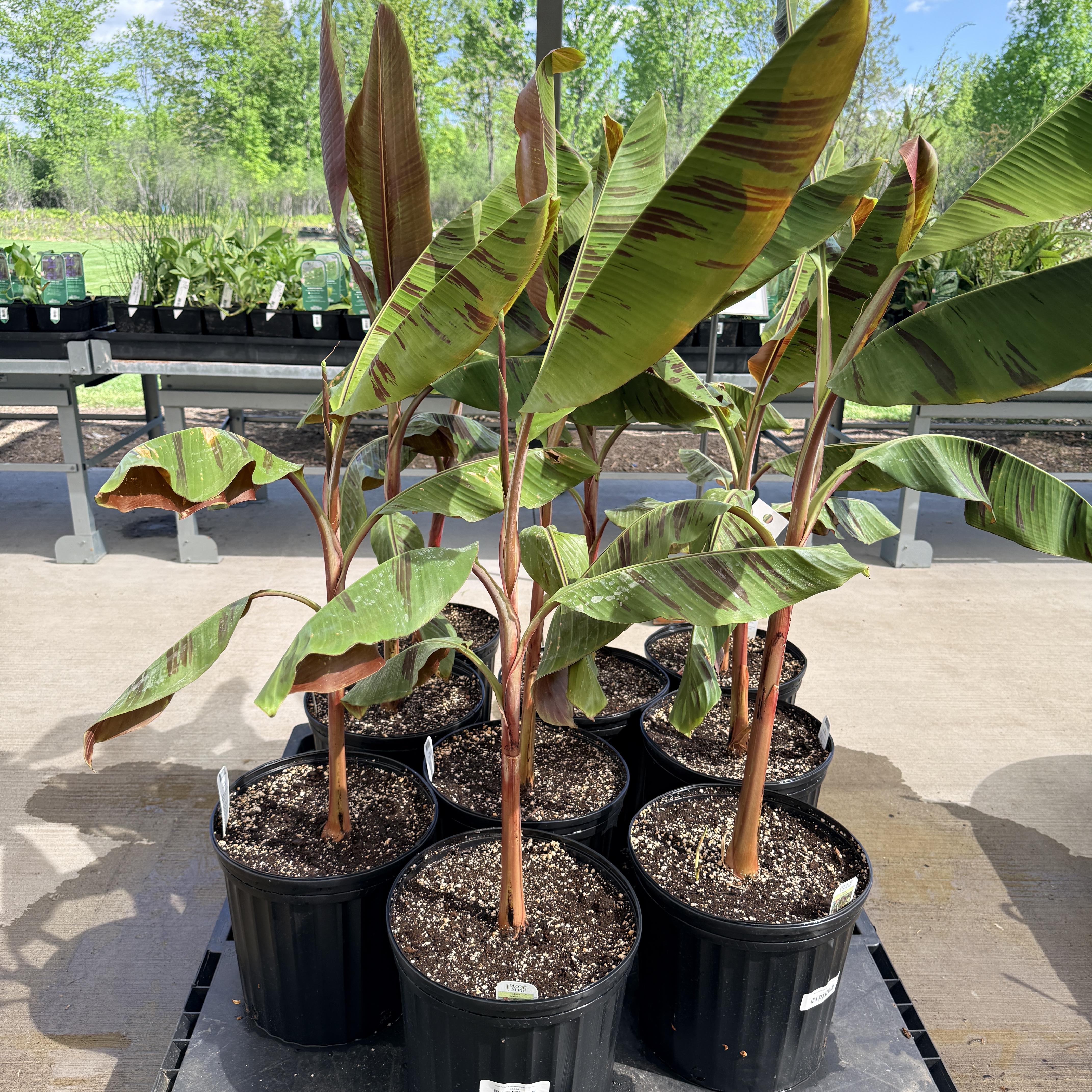 Musa 'Bordelon' (Bordelon Banana) - 12" Pot
