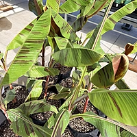 Musa 'Bordelon' (Bordelon Banana) - 12" Pot