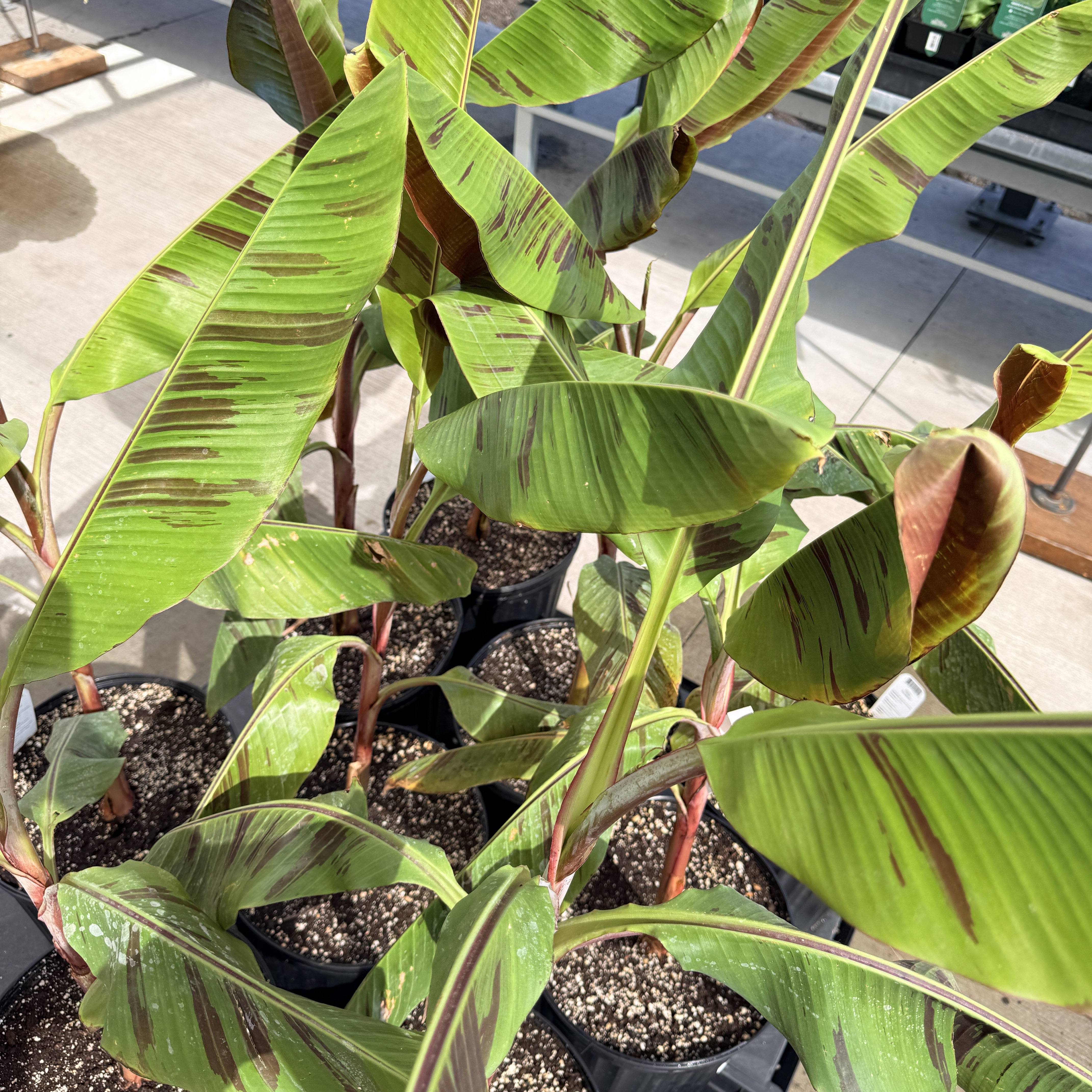 Musa 'Bordelon' (Bordelon Banana) - 12" Pot