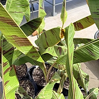 Musa 'Bordelon' (Bordelon Banana) - 12" Pot