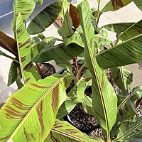 Musa 'Bordelon' (Bordelon Banana) - 12" Pot