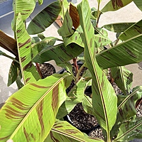 Musa 'Bordelon' (Bordelon Banana) - 12" Pot