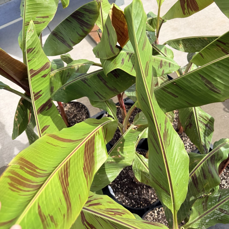 Musa 'Bordelon' (Bordelon Banana) - 12" Pot