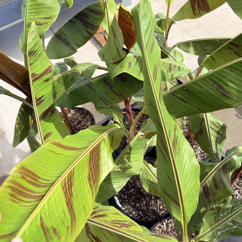 Musa 'Bordelon' (Bordelon Banana) - 12" Pot