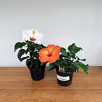 Hibiscus (Hibiscus sp.) - 4" Pot
