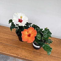 Hibiscus (Hibiscus sp.) - 4" Pot