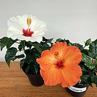 Hibiscus (Hibiscus sp.) - 4" Pot