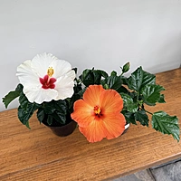 Hibiscus (Hibiscus sp.) - 4" Pot