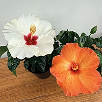 Hibiscus (Hibiscus sp.) - 4" Pot