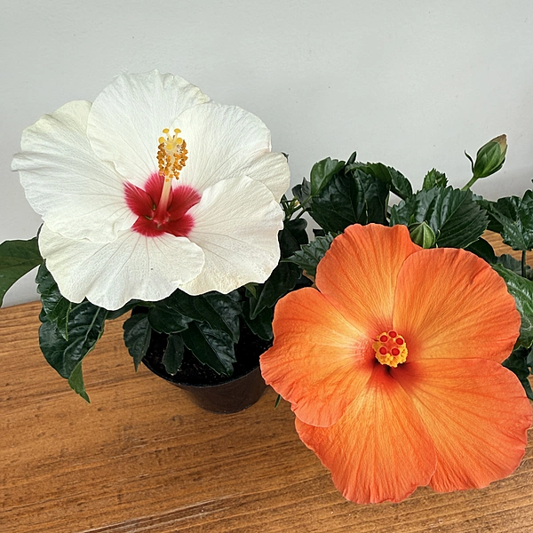 Hibiscus (Hibiscus sp.) - 4" Pot
