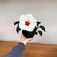 Hibiscus (Hibiscus sp.) - 4" Pot
