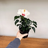 Hibiscus (Hibiscus sp.) - 4" Pot