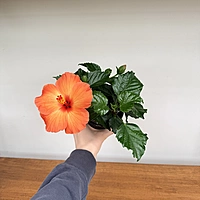 Hibiscus (Hibiscus sp.) - 4" Pot