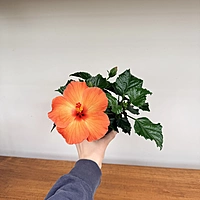 Hibiscus (Hibiscus sp.) - 4" Pot