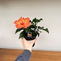Hibiscus (Hibiscus sp.) - 4" Pot