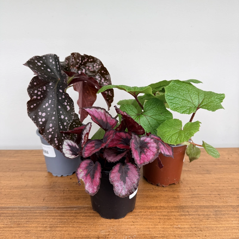 Begonia Rex (Begonia rex cultorum) - 4'' Pot