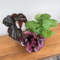 Begonia Rex (Begonia rex cultorum) - 4'' Pot