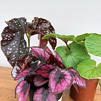 Begonia Rex (Begonia rex cultorum) - 4'' Pot