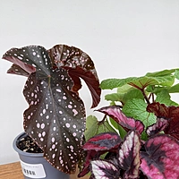 Begonia Rex (Begonia rex cultorum) - 4'' Pot