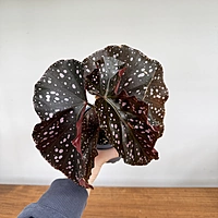 Begonia Rex (Begonia rex cultorum) - 4'' Pot