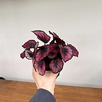 Begonia Rex (Begonia rex cultorum) - 4'' Pot