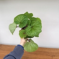 Begonia Rex (Begonia rex cultorum) - 4'' Pot