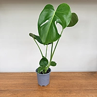 Monstera (Monstera deliciosa) - 4" Pot