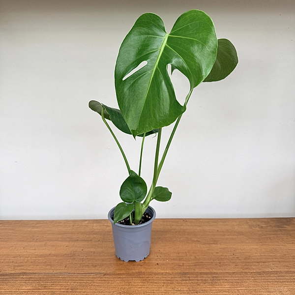 Monstera (Monstera deliciosa) - 4" Pot