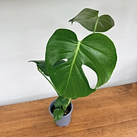 Monstera (Monstera deliciosa) - 4" Pot
