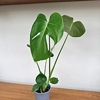 Monstera (Monstera deliciosa) - 4" Pot