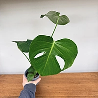 Monstera (Monstera deliciosa) - 4" Pot