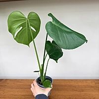 Monstera (Monstera deliciosa) - 4" Pot
