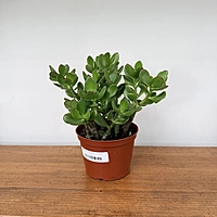 Jade Plant (Crassula ovata) - 6" Pot