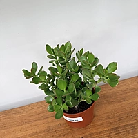 Jade Plant (Crassula ovata) - 6" Pot