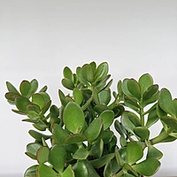 Jade Plant (Crassula ovata) - 6" Pot