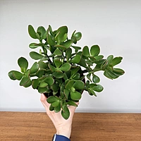 Jade Plant (Crassula ovata) - 6" Pot