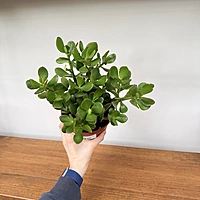 Jade Plant (Crassula ovata) - 6" Pot
