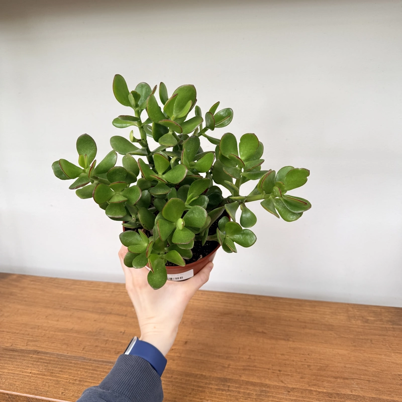 Jade Plant (Crassula ovata) - 6" Pot