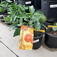 Citrus paradisi 'Ruby Ray' (Ruby Ray Grapefruit) - 1g Pot Bush